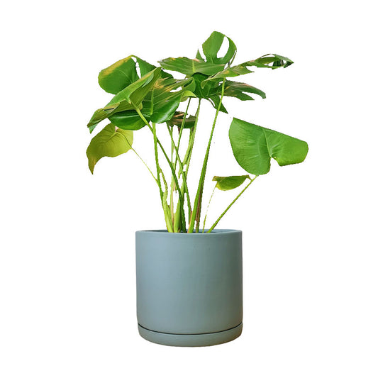 Cilindro de Barro + Monstera Borsigiana