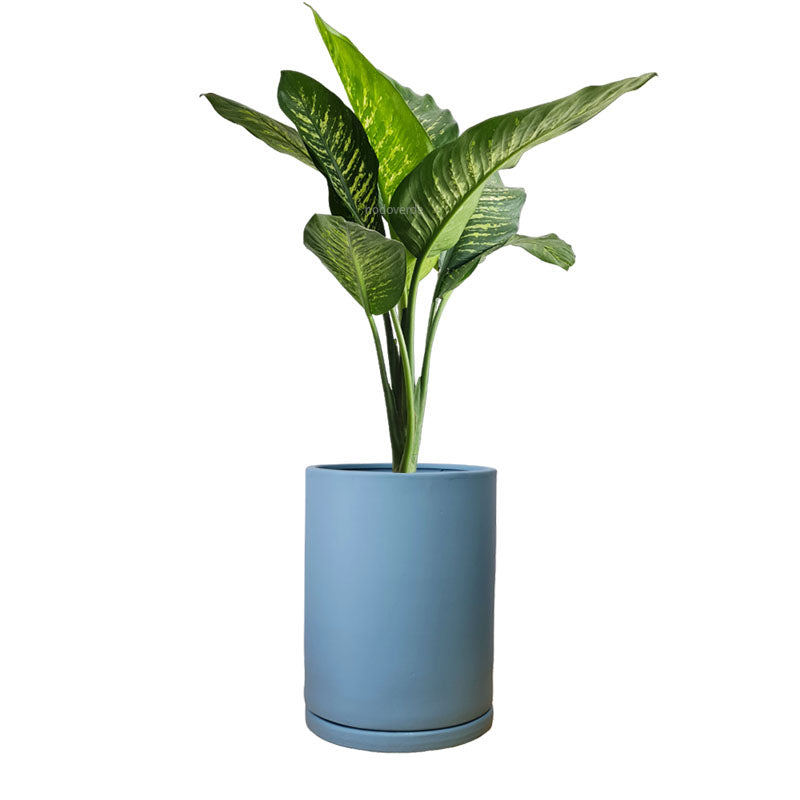 Cilindro de Barro + Galatea Dieffenbachia