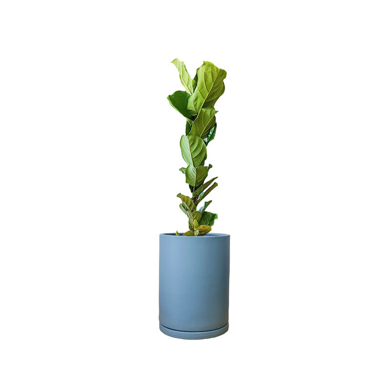 Cilindro de Barro + Pandurata | Ficus Lyrata