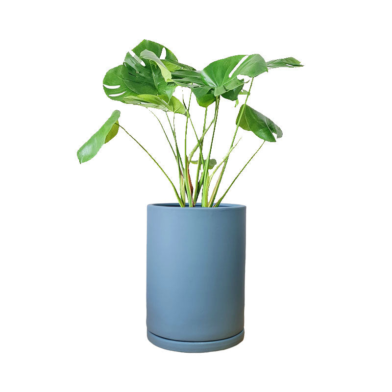 Cilindro de Barro + Monstera Borsigiana