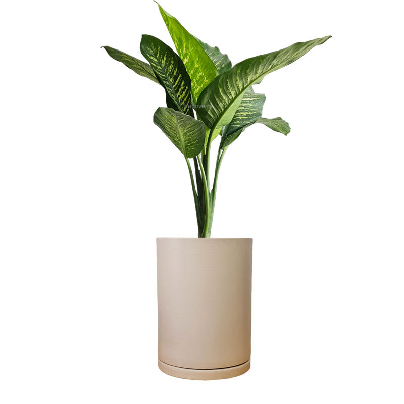 Cilindro de Barro + Galatea Dieffenbachia