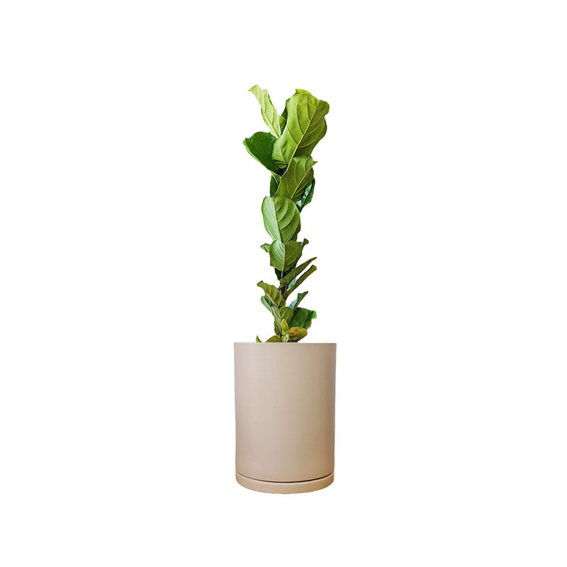 Cilindro de Barro + Pandurata | Ficus Lyrata