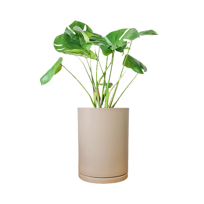 Cilindro de Barro + Monstera Borsigiana