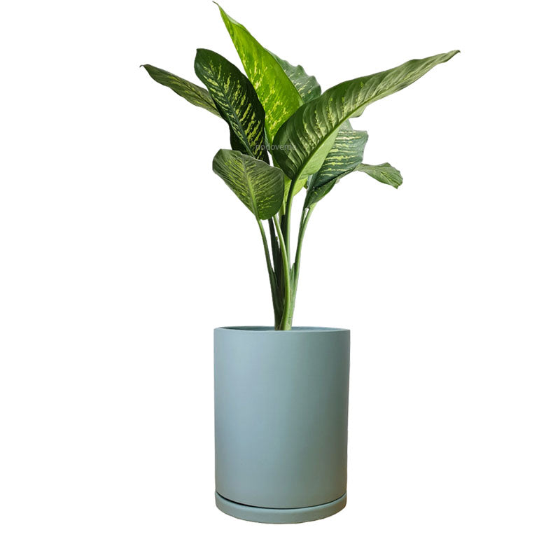 Cilindro de Barro + Galatea Dieffenbachia
