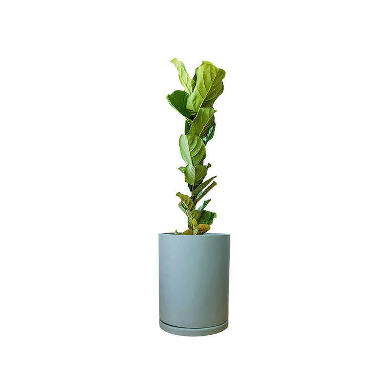Cilindro de Barro + Pandurata | Ficus Lyrata
