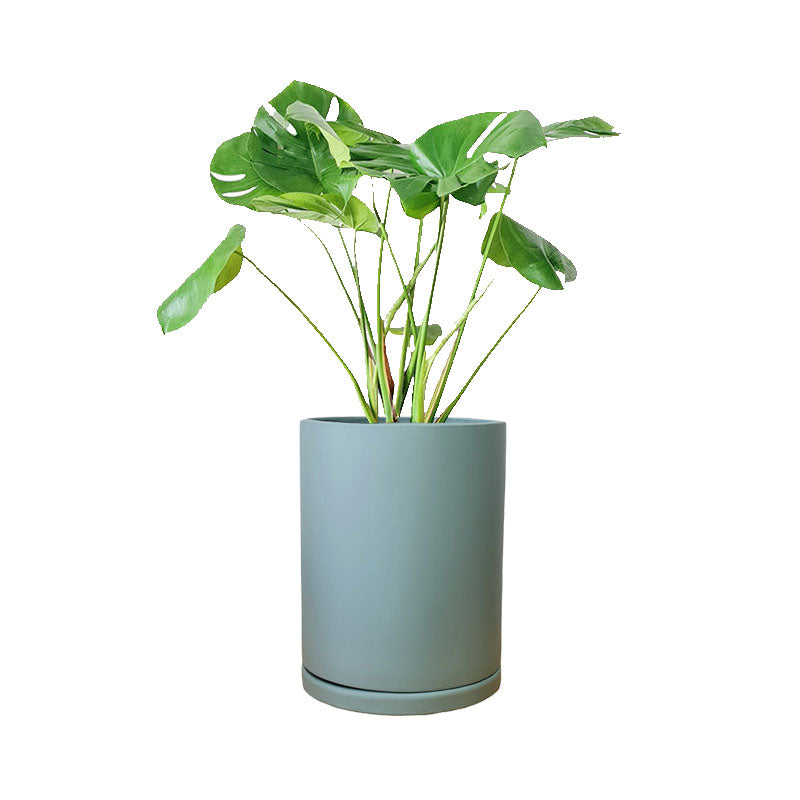 Cilindro de Barro + Monstera Borsigiana