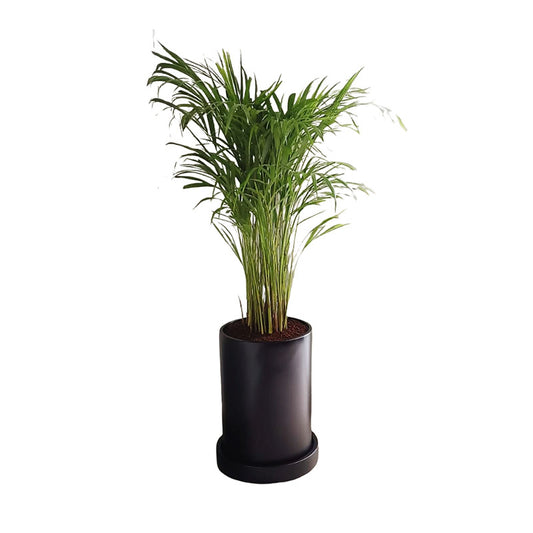 Cilindro 48 + Palma Areca