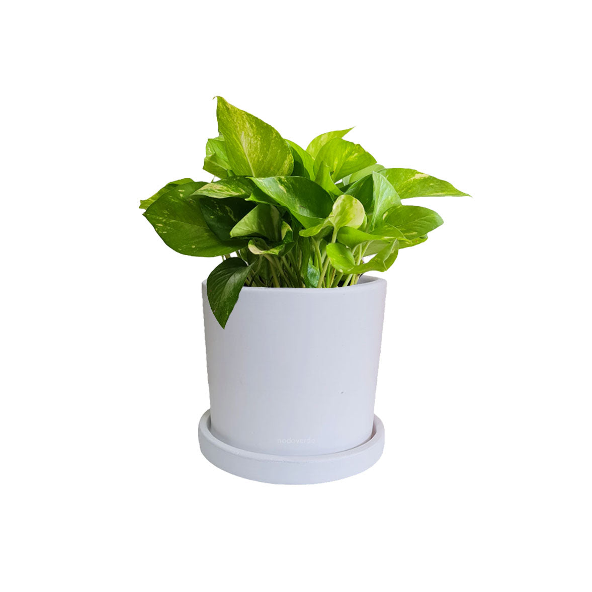 Cilindro B 15cm + Julieta