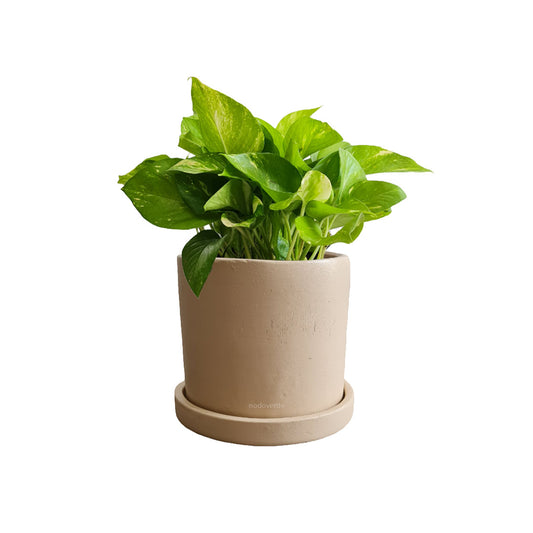 Cilindro B 15cm + Julieta