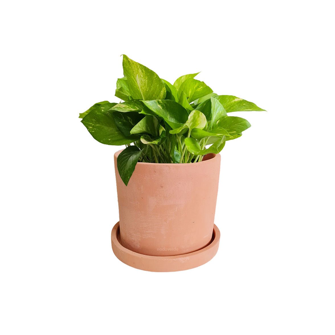 Cilindro B 15cm + Julieta