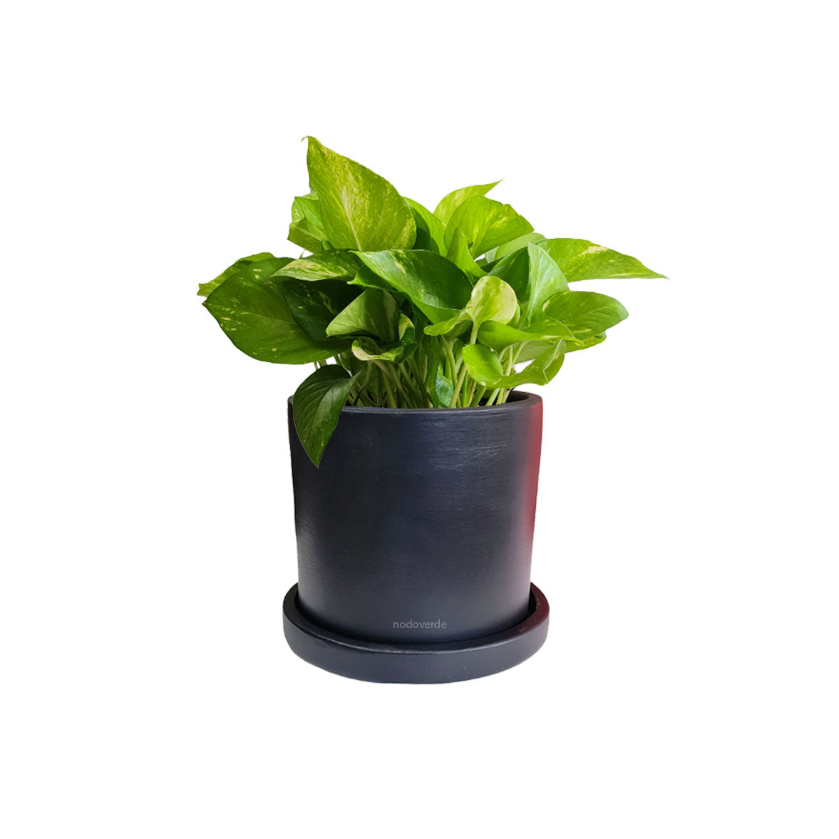 Cilindro B 15cm + Julieta