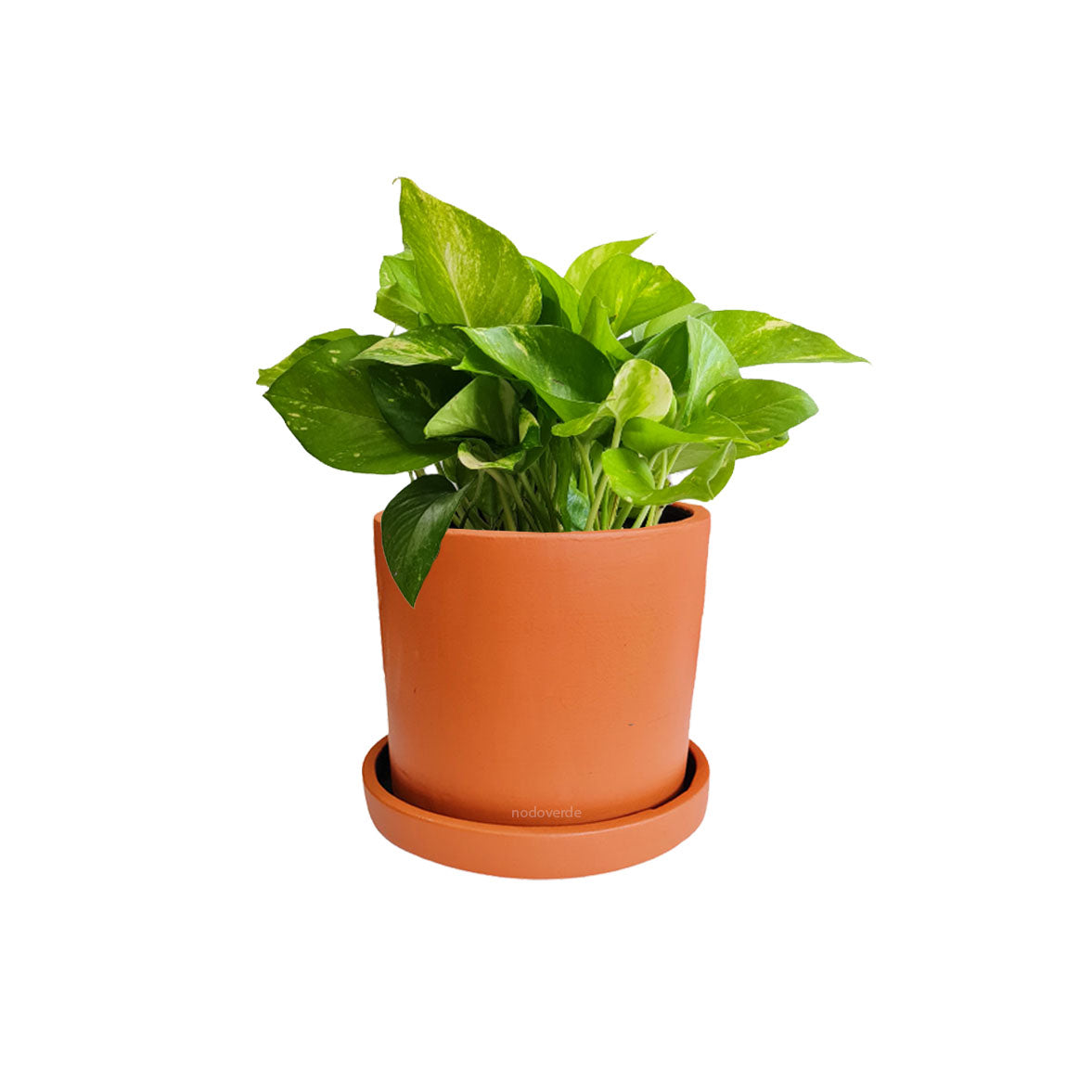 Cilindro B 15cm + Julieta