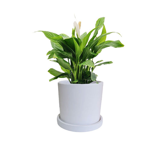 Cilindro B 18cm CON plato + Cuna de Moisés