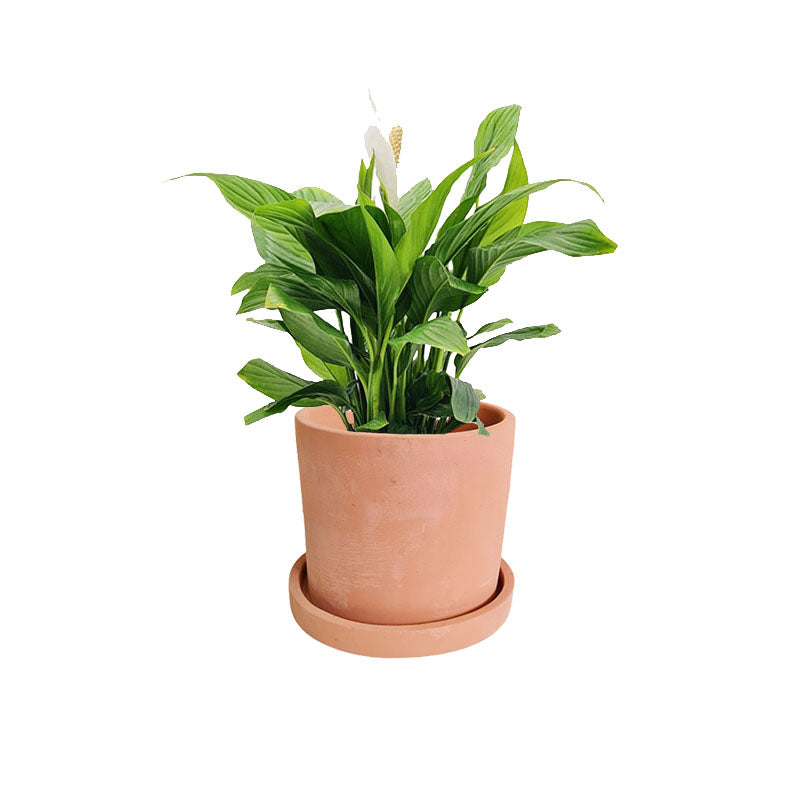 Cilindro B 18cm + Cuna de Moisés