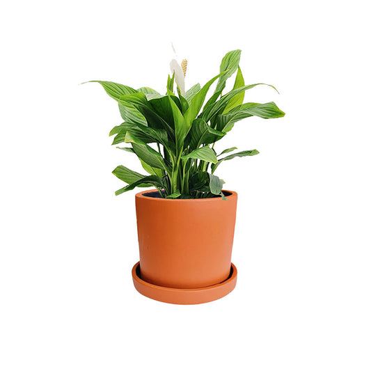 Cilindro B 18cm + Cuna de Moisés