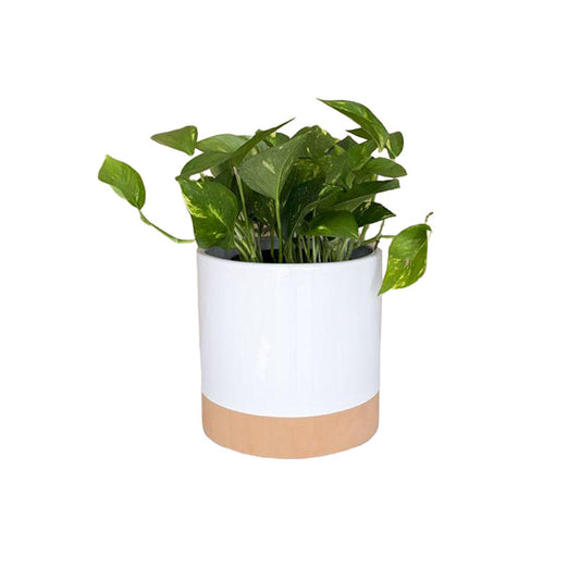 Maceta 'Menguante + Julieta