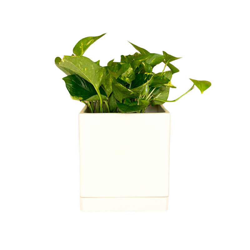 Cubo 20cm Unicolor