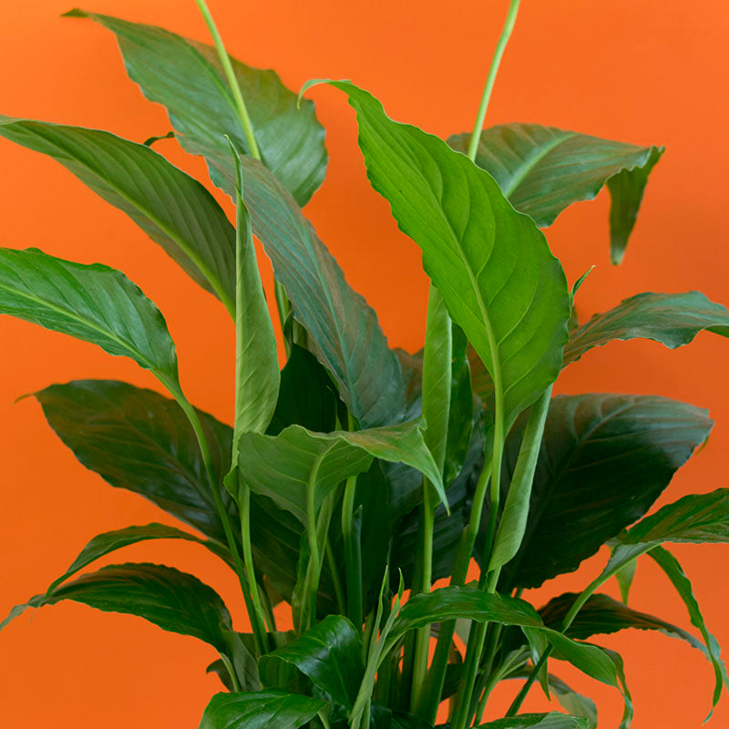 Cilindro Cerámica 15cm + Cuna de Moisés