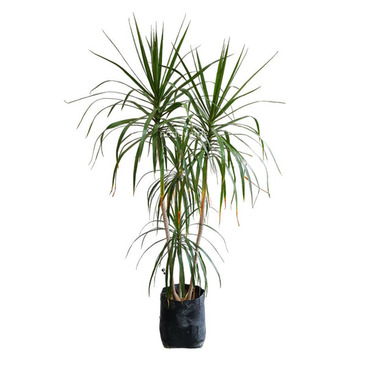 Dracena Marginata