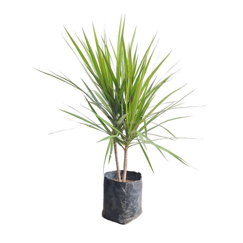 Dracena Marginata