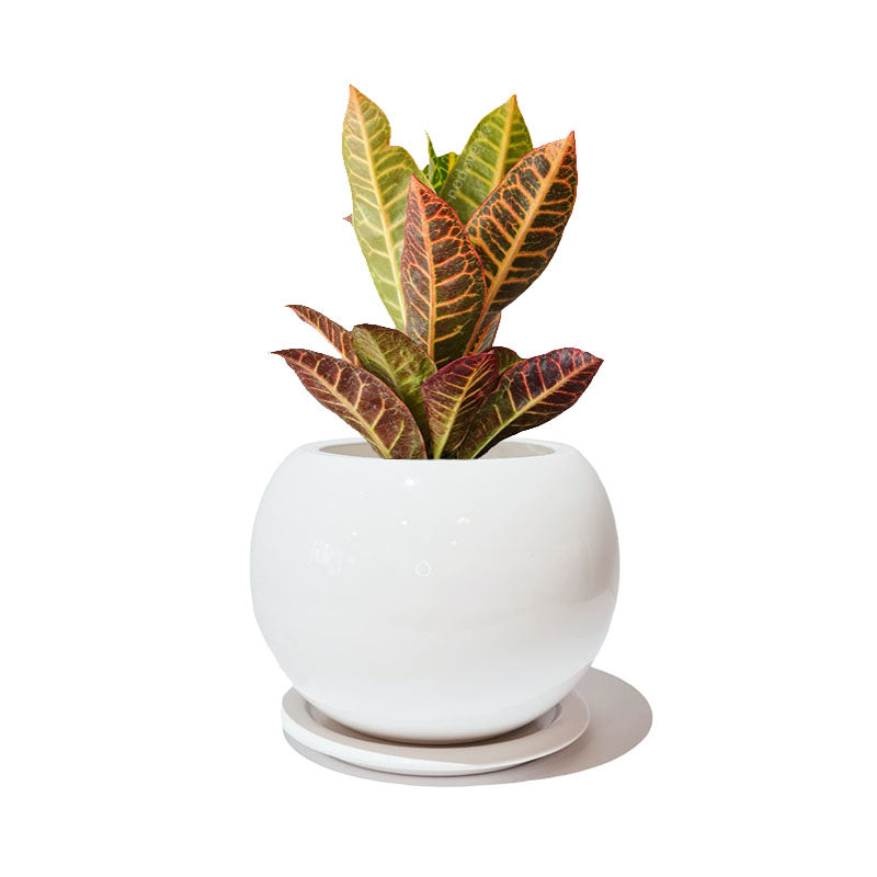 Esfera 18cm + Croto Petra