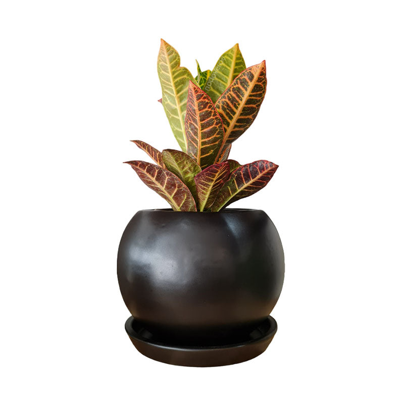 Esfera 18cm + Croto Petra