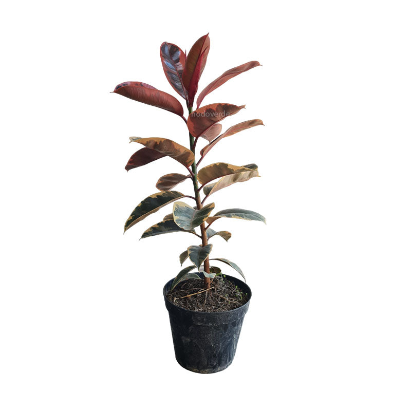 Ficus Elástica Ruby