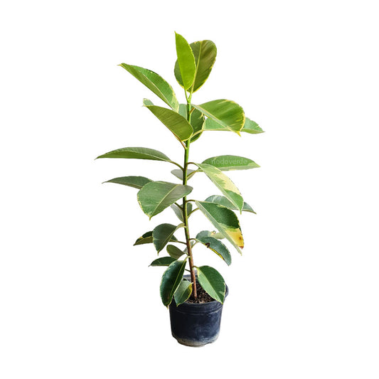 Ficus Elástica Tineke