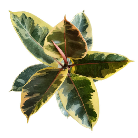 Ficus Elástica Ruby