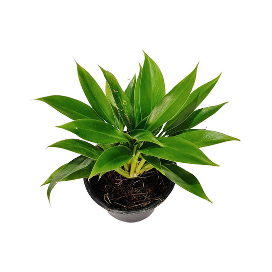 Filodendro martianum