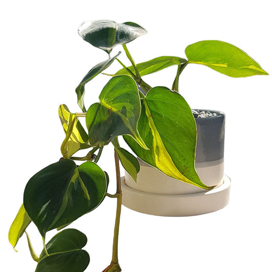 Filodendro Brasil Scandens