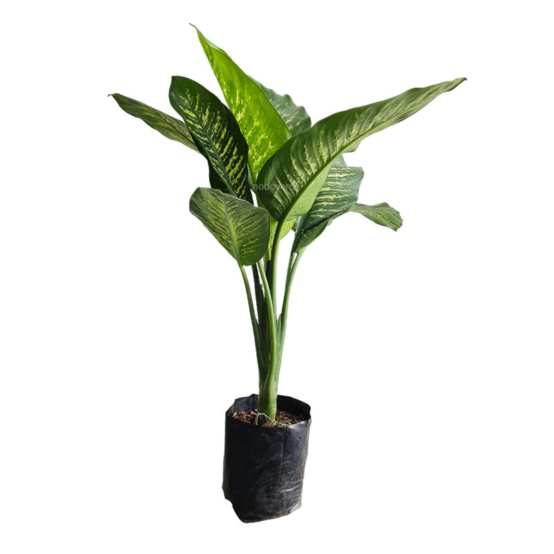 dieffenbachia galatea Galatea Dieffenbachia – NODO VERDE