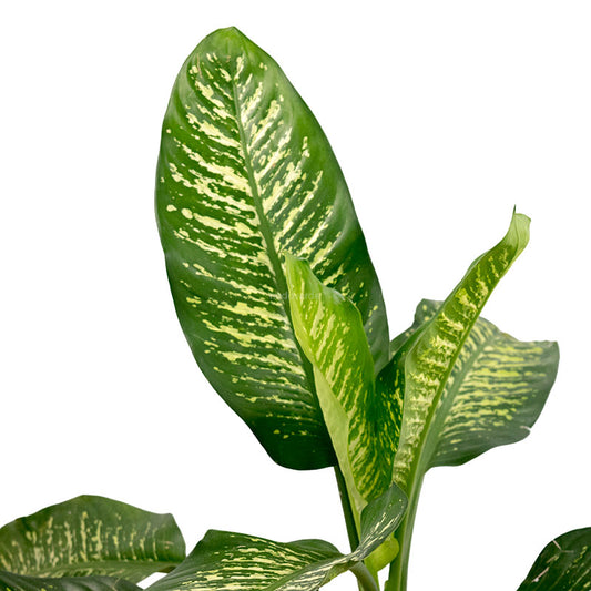 Galatea Dieffenbachia