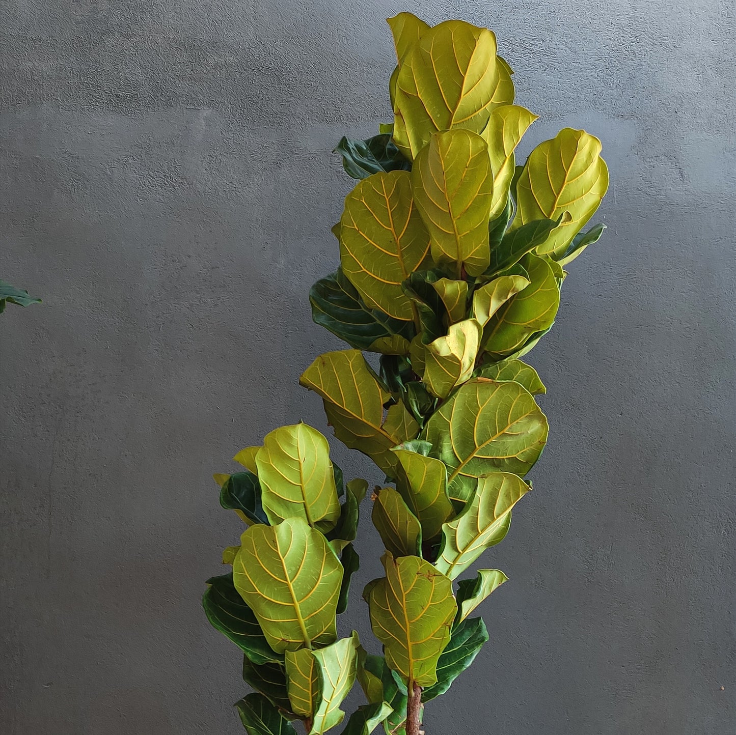 Ficus Lyrata/ Pandurata