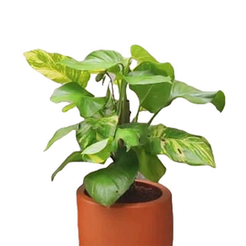 Julietón | Epipremnum aureum
