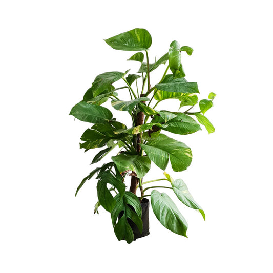 Julietón | Epipremnum aureum