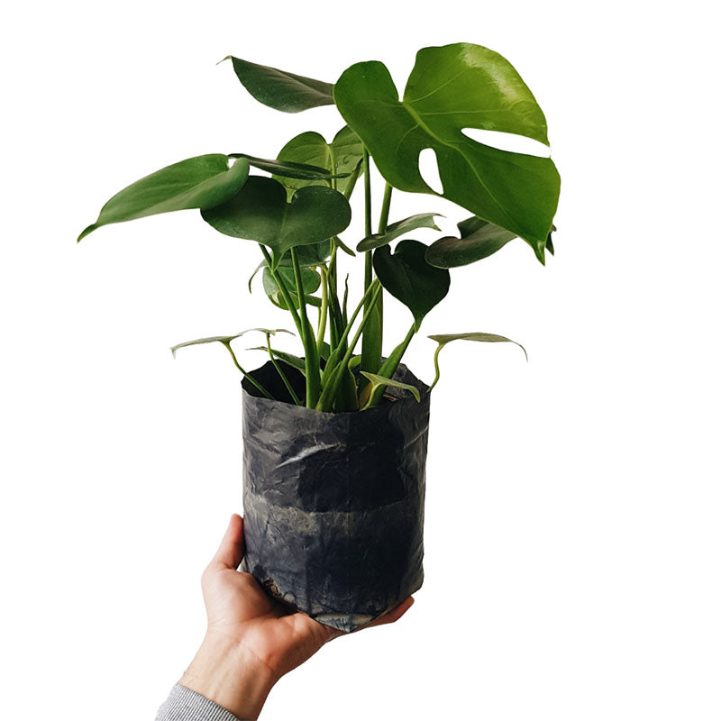 Monstera