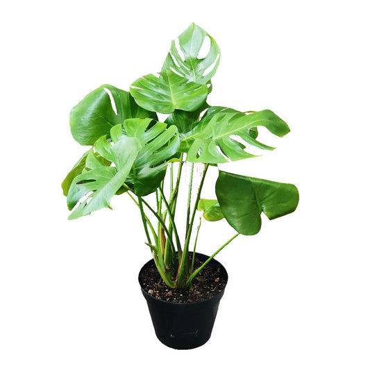 Monstera