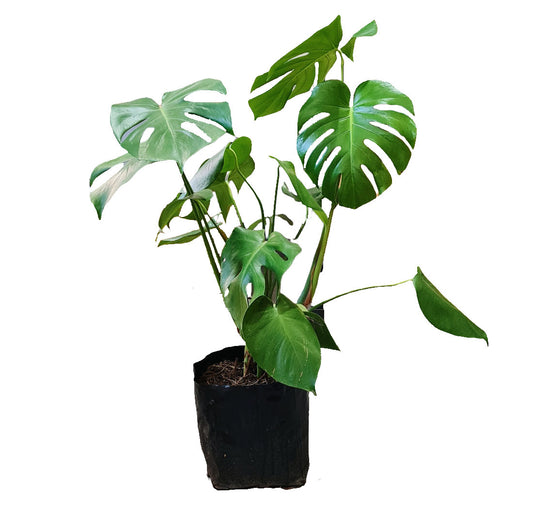 Monstera