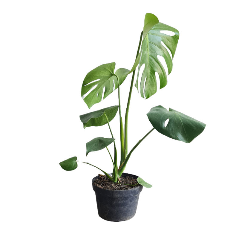 Monstera