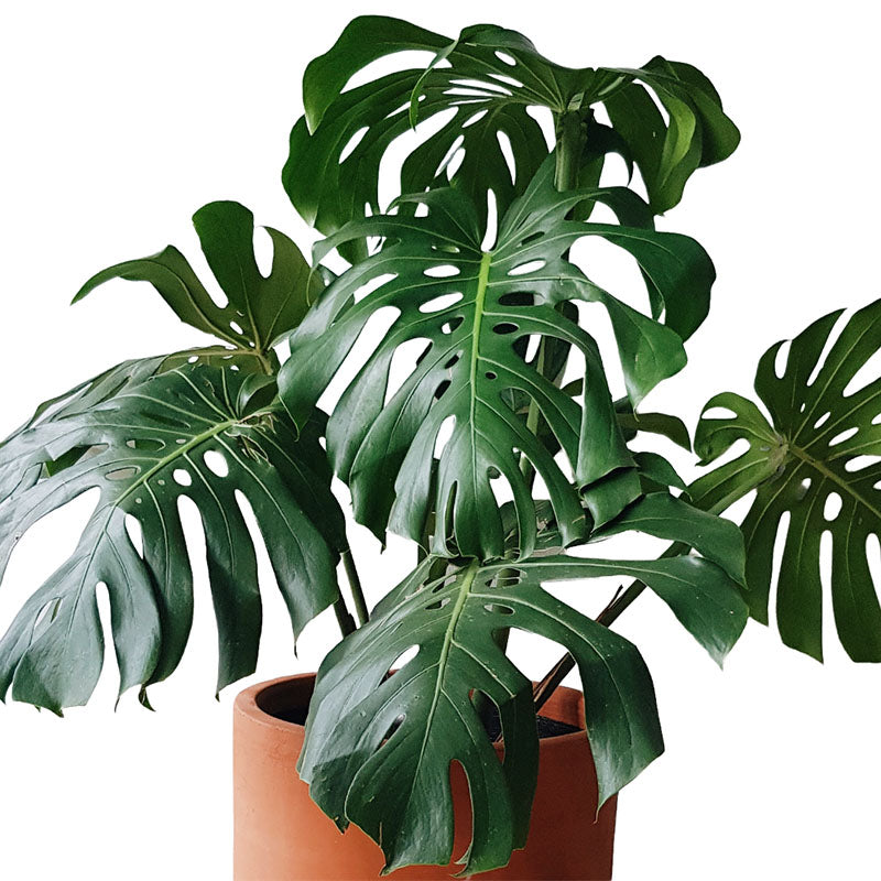 Monstera