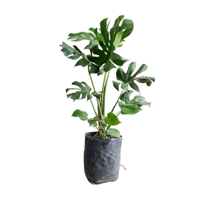 Monstera