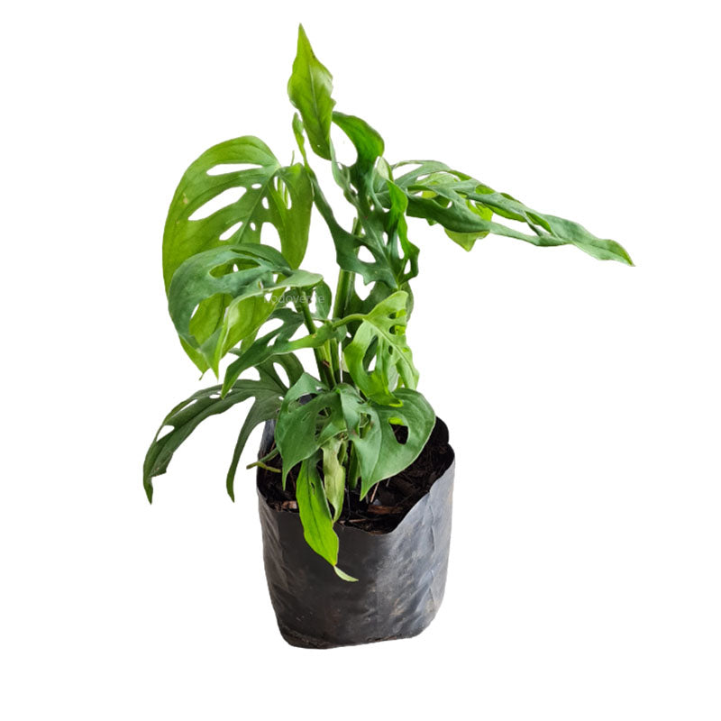 Monstera adansonii