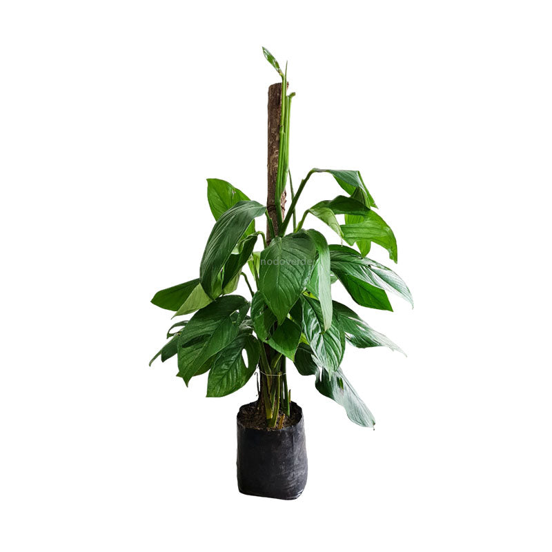 planta monstera obliqua cuidados Monstera obliqua – NODO VERDE