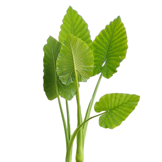 Oreja de Elefante/ Hoja Elegante