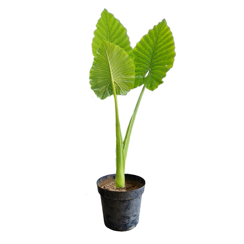 Oreja de Elefante/ Hoja Elegante