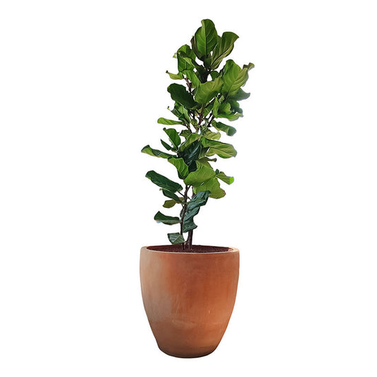 Orquidea.