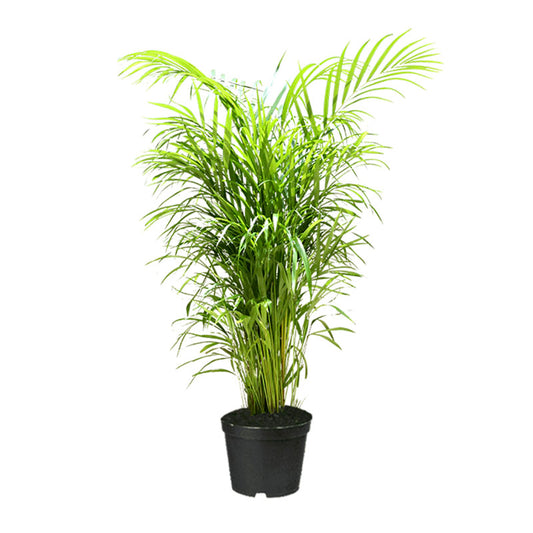 Palma Areca