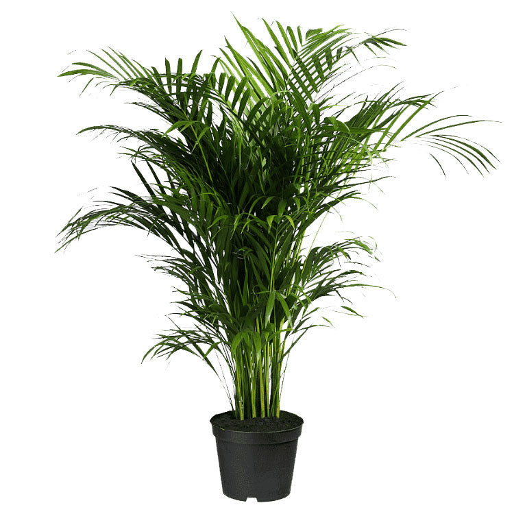 Palma Areca