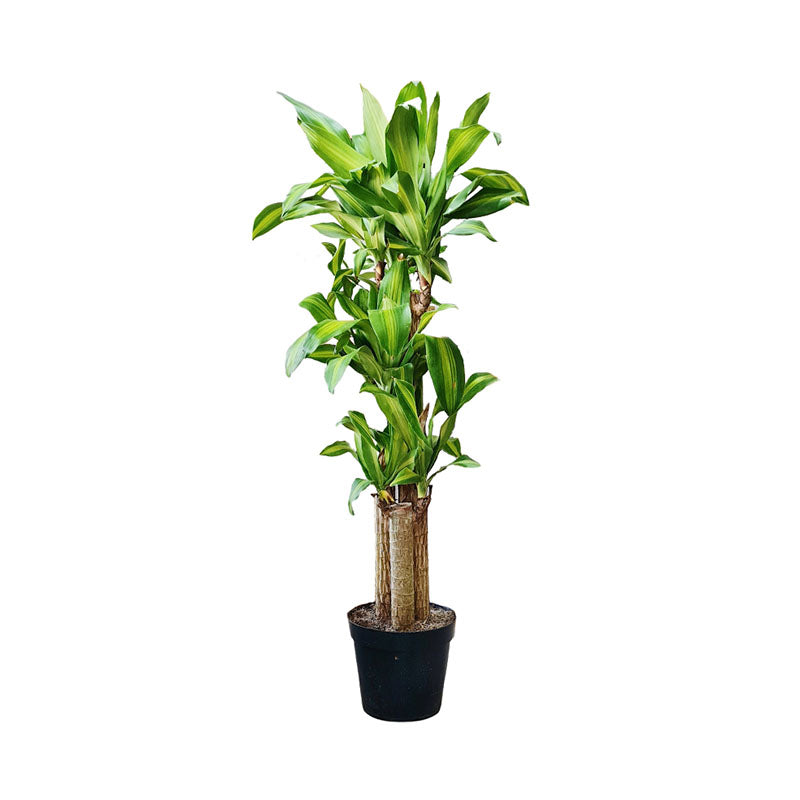 palma de brasil planta Palo de brasil – NODO VERDE